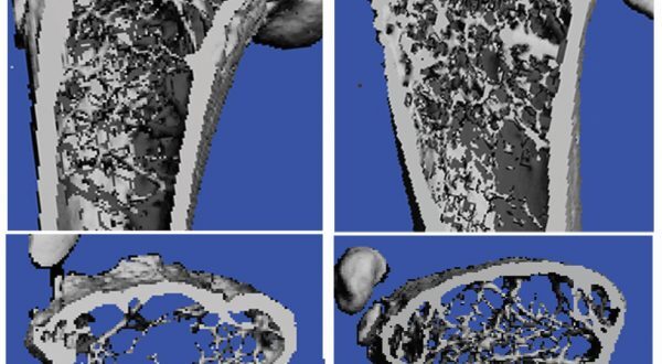 Basic & Translational Sciences