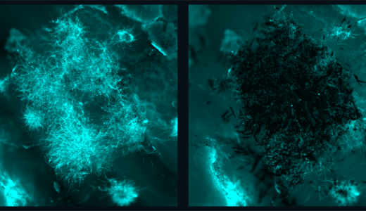 Collaboration Led by Dr. Michel Koo Creates Nanorobotic System for Targeting Fungal Infections