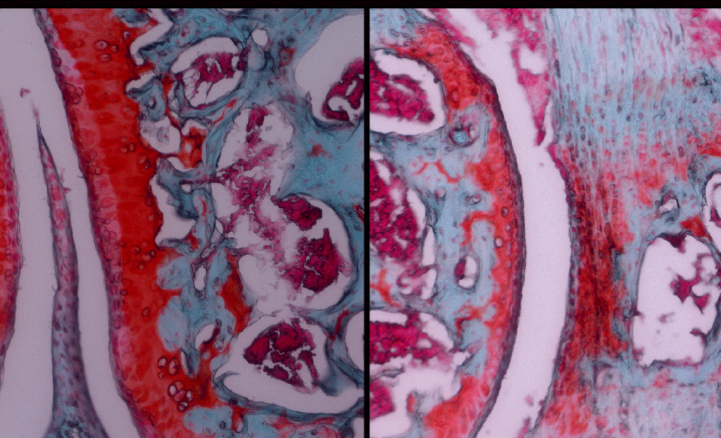 Picture of cells
